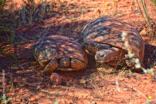 Mating Mojave Desert Tortoise, Gopherus Agassizii, mating ritual shell butting circling in the Red Cliffs Desert Reserve St George Southern Utah. photo