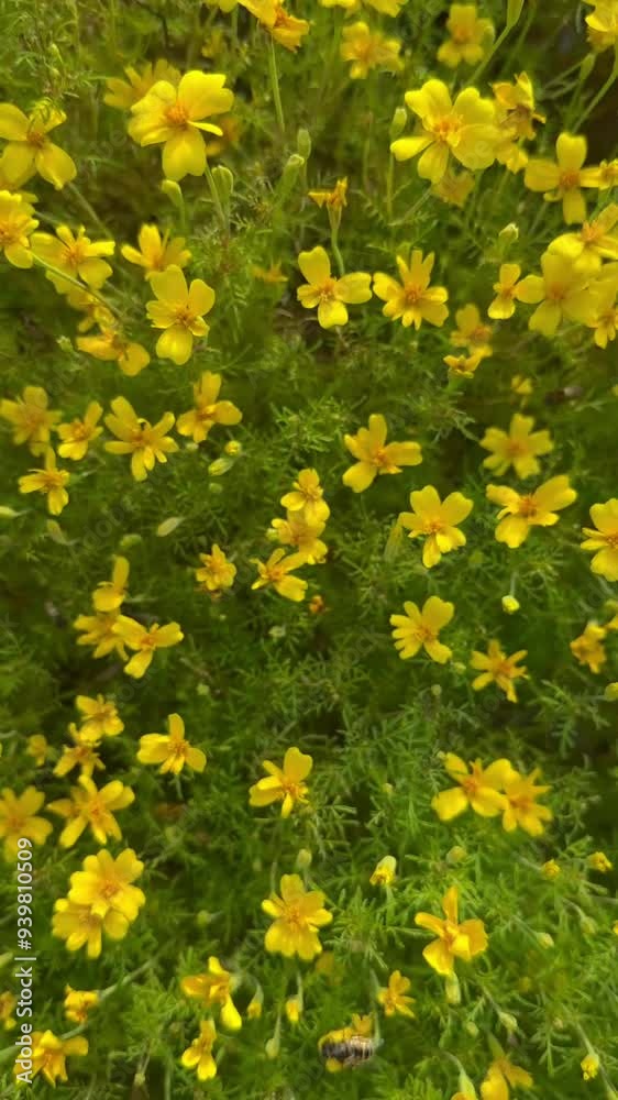 Bright marigold flowers grow in the garden. Yellow marigolds flower. Summer Beautiful Pot marigold blooming. Green Leaves. Natural Flora. terraced bed. Bloom greenery Background. Close up. Vertical Bright marigold flowers grow in the garden. Yellow marigolds flower. Summer Beautiful Pot marigold blooming. Green Leaves. Natural Flora. terraced bed. Bloom greenery Background. Close up. Vertical