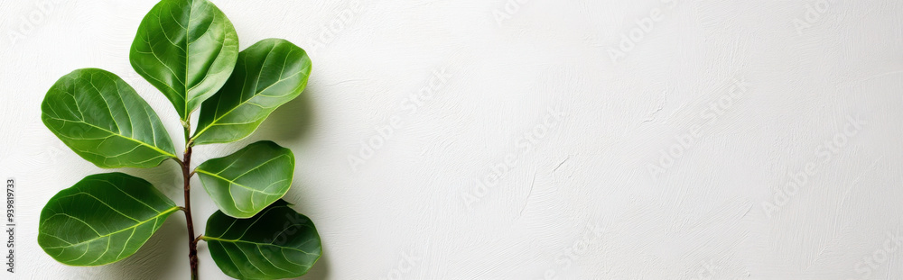 fiddle leaf fig against a crisp white background, with simple lines and ample space for text fiddle leaf fig against a crisp white background, with simple lines and ample space for text