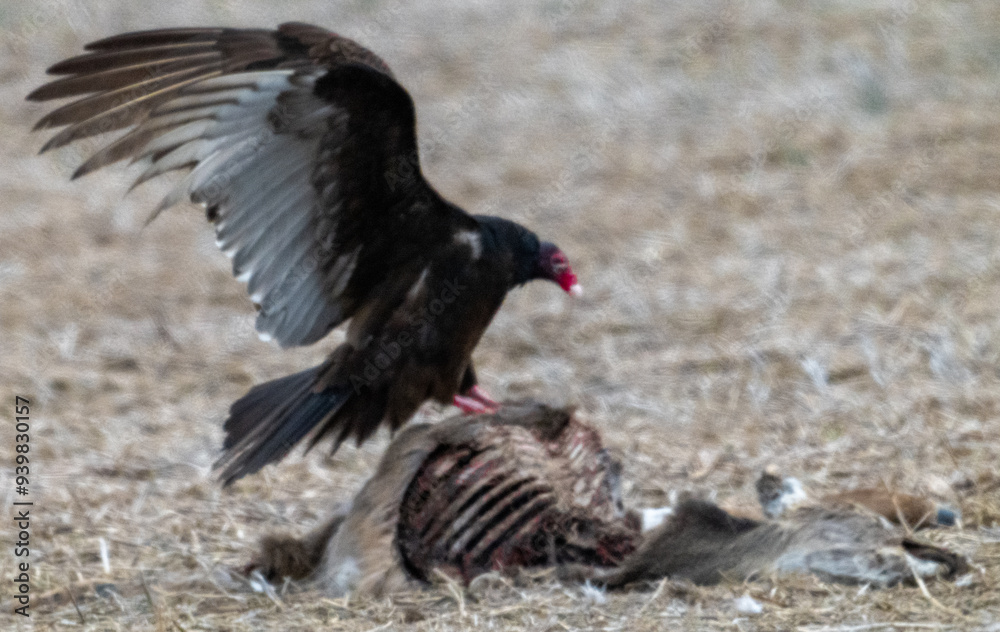 Turkey vulture perched on dead carcass with wings spread Turkey vulture perched on dead carcass with wings spread