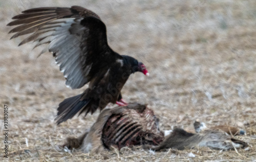 Cuadro en lienzo Turkey vulture perched on dead carcass with wings spread