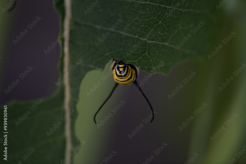 Fotografie monarch caterpillars on milkweed