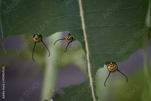 3 monarch caterpillars on a leaf