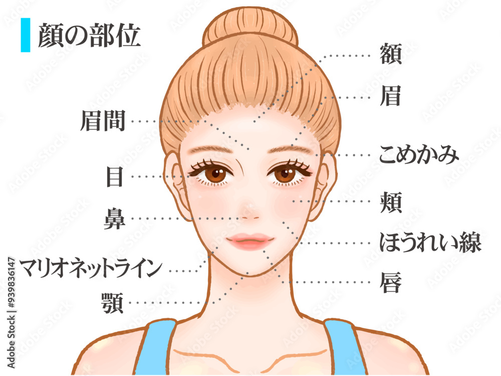 Fototapeta premium 綺麗な大人の女性の顔のパーツ部位の図解イラスト素材