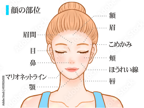 綺麗な大人の女性の顔のパーツ部位の図解イラスト素材2