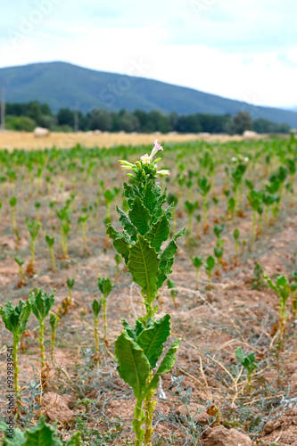 Tobacco field. photo