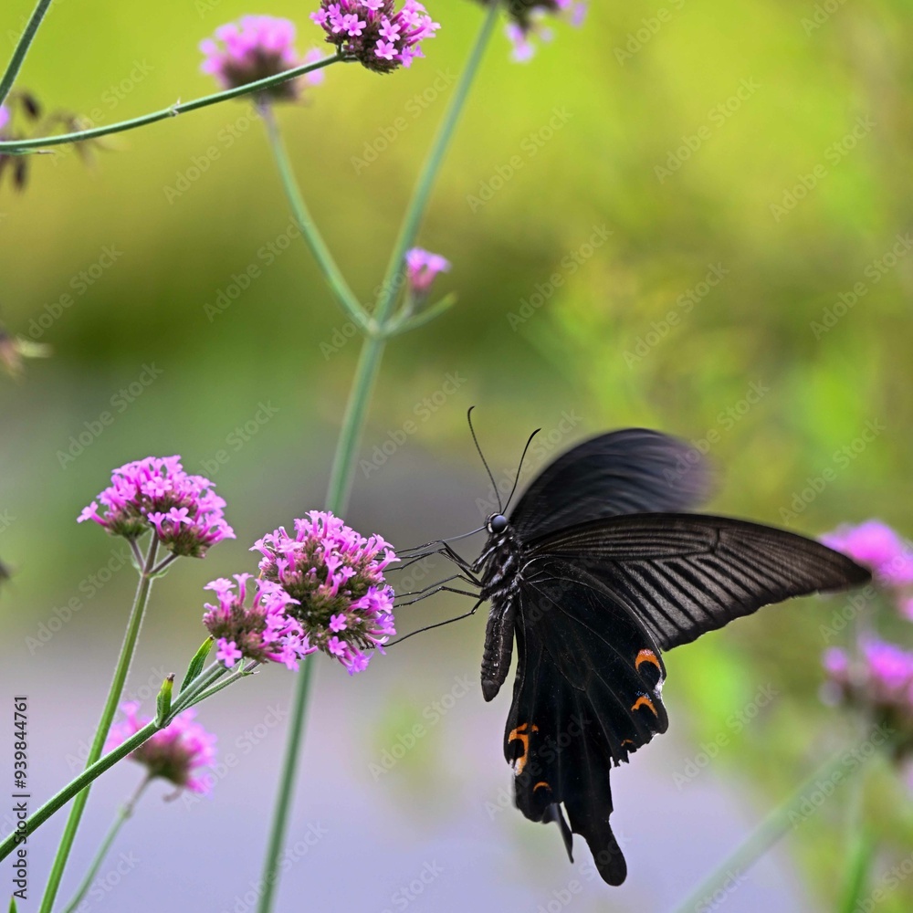 Fototapeta premium 9月の準備