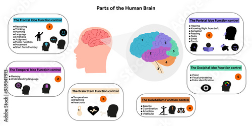 Human brain anatomy with colored parts diagram medical. Parietal, frontal, temporal, occipital, brain stem, cerebellum lobe function control