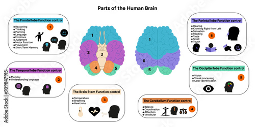 Human brain anatomy with colored parts diagram medical. Parietal, frontal, temporal, occipital, brain stem, cerebellum lobe function control