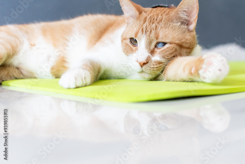 Bello gatito anaranjado acostado. Gato naranja con un ojo ciego 