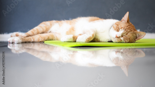 Adorable gato anaranjado tomando una siesta 