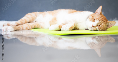 Fotografía con reflejo de un gato atigrado naranja 