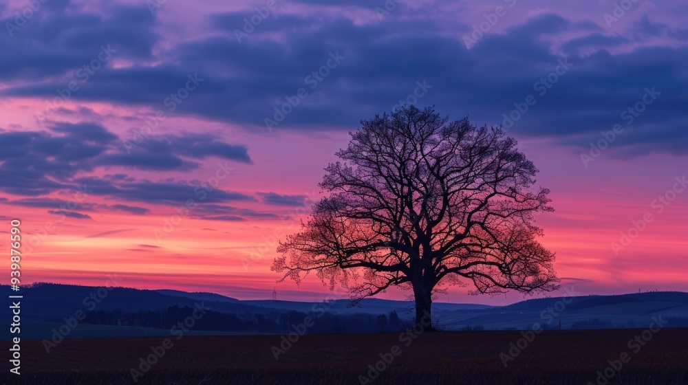 Solitary Tree Silhouette at Sunset Solitary Tree Silhouette at Sunset