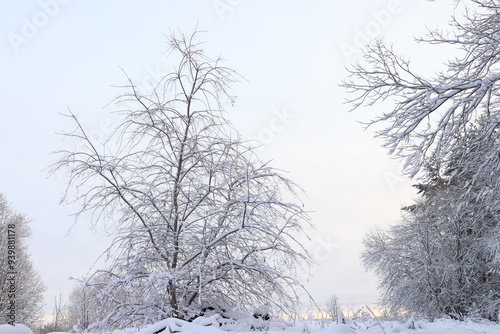 Scandinavian winter landscape in December 2023. Plenty of snow. Stockholm, Sweden.