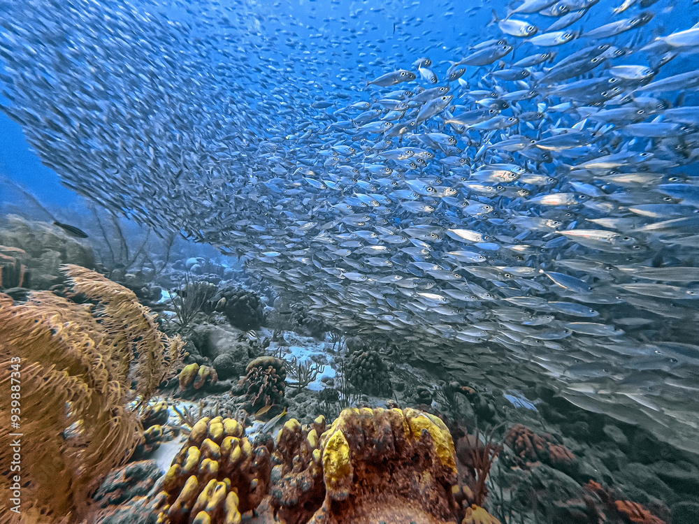 Baitball off the coast of the Cariibean island of Bonaire
