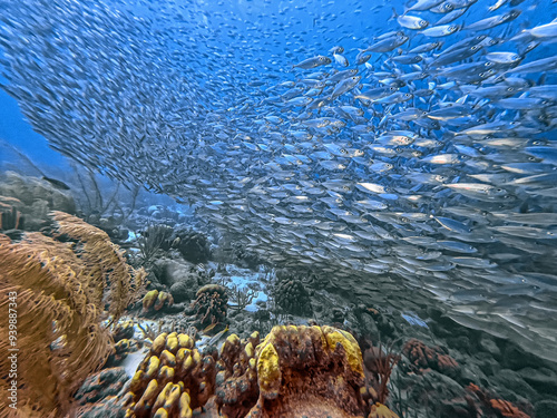 Obraz na płótnie Baitball off the coast of the Cariibean island of Bonaire w salonie