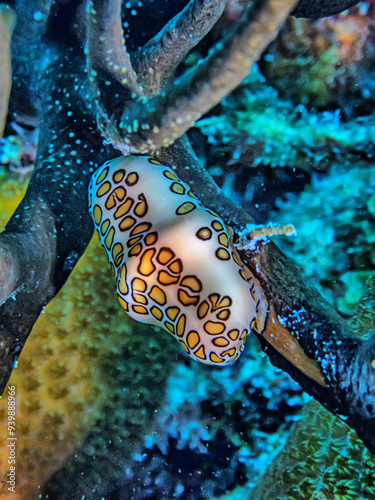 Obraz na plátne flamingo tongue snail ,Cyphoma gibbosum is a species of small but brightly color