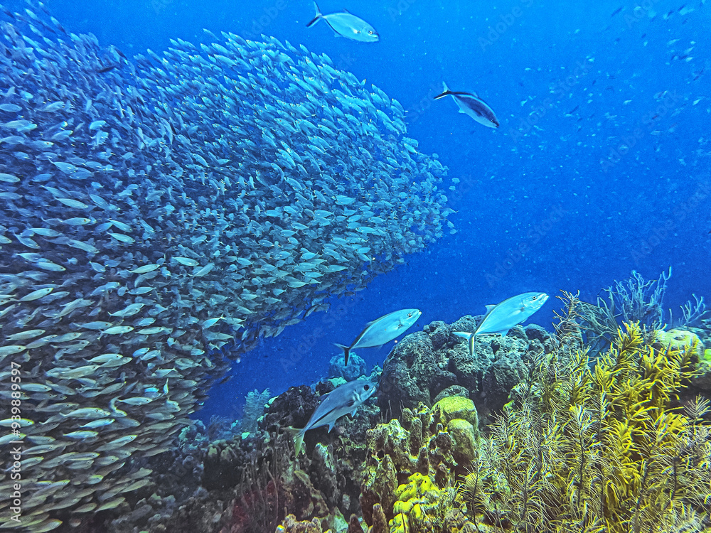 Obraz premium Baitball off the coast of the Cariibean island of Bonaire