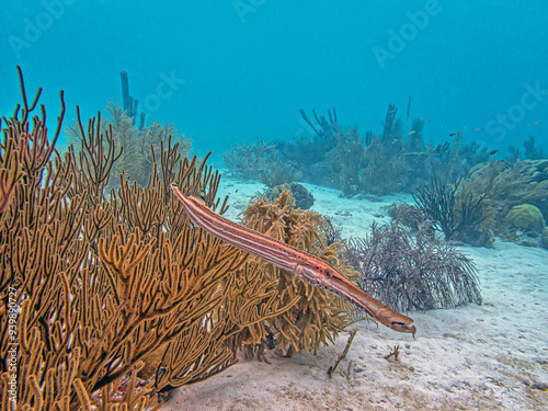 Trumpetfish off the coast of the island of Bonaire photo