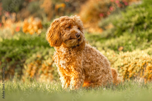 A cute havapoo dog in summer outdoors photo