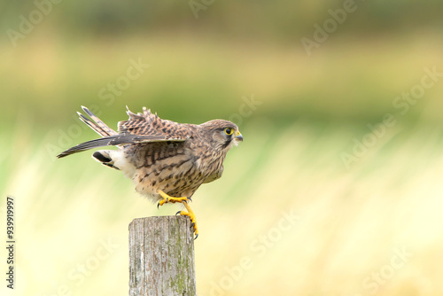 Foto Common Kestrel (Falco innunculus) juvenile sitting on a pole where he is waiting