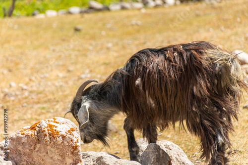 Goat in the Zeravshan Valley,  Tajikistan photo