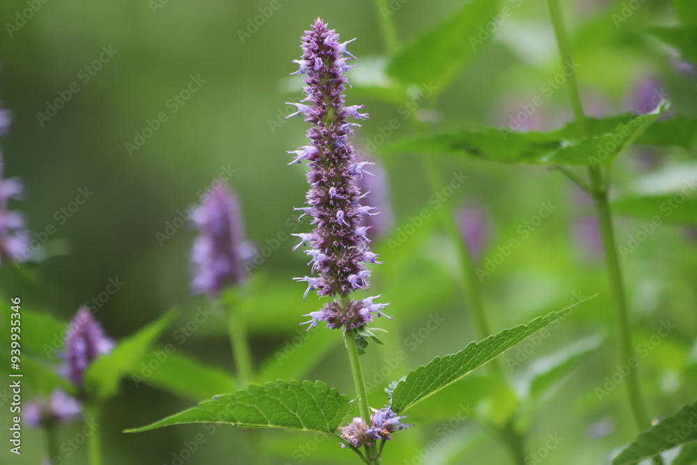 Agastache rugosa, korean mint in garden. Close up. Agastache rugosa, korean mint in garden. Close up.