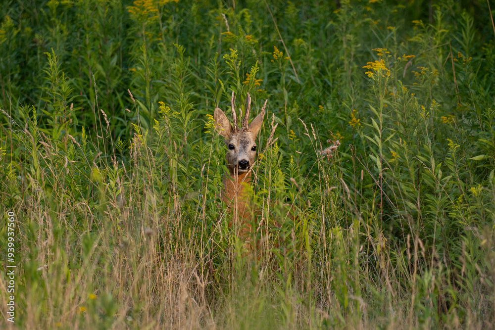 roebuck  in the grass