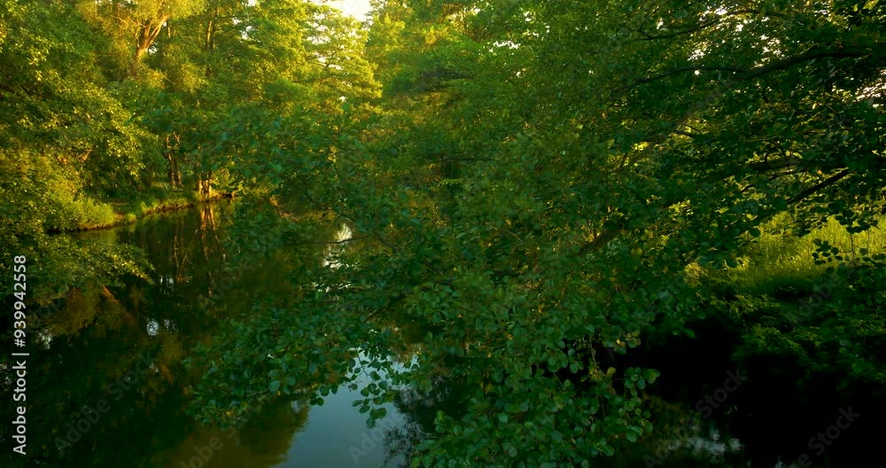 Deciduous trees and wilderness on the riverbank, calmly flowing water, sunlight in the trees, birdsong, relaxation in nature, Spree, biosphere reserve, Spreewald, Germany, Europe Deciduous trees and wilderness on the riverbank, calmly flowing water, sunlight in the trees, birdsong, relaxation in nature, Spree, biosphere reserve, Spreewald, Germany, Europe
