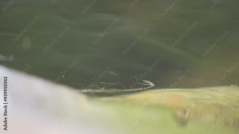 Yellow-bellied toad (Bombina variegata), in spawning waters, Stolberg, North Rhine-Westphalia, Germany, Europe Yellow-bellied toad (Bombina variegata), in spawning waters, Stolberg, North Rhine-Westphalia, Germany, Europe