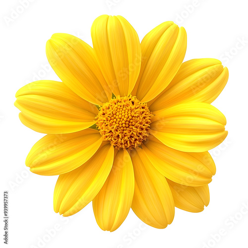 beautiful yellow daisy flower isolated on transparent background 