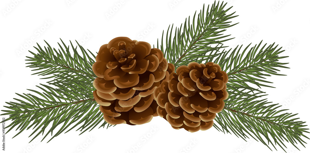 Fototapeta premium pine cones on branch, illustration on transparent, png. drawing of seasonal autumn green fir and cones. Autumn or fall