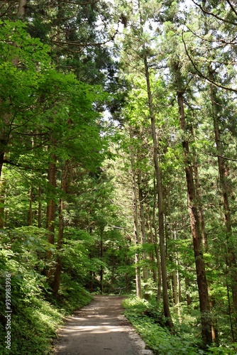 Magical Forest in Japan