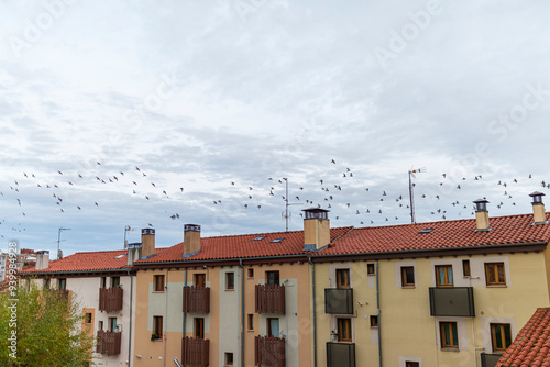 pájaros volando encima de los tejados estorninos photo