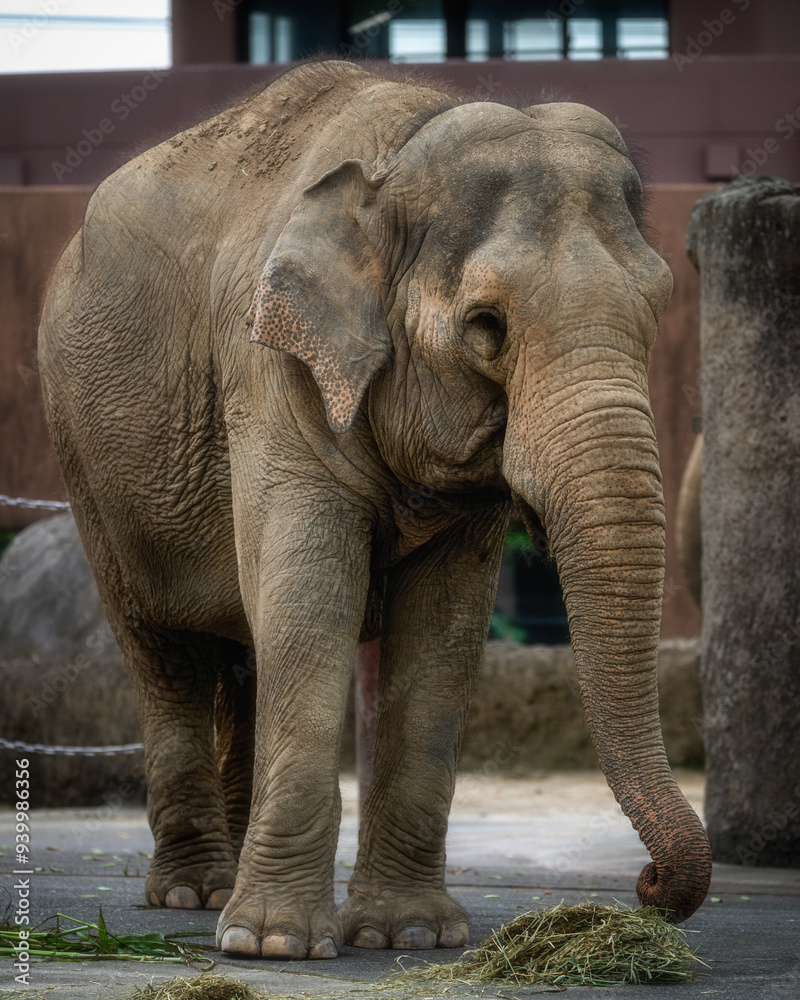 Fototapeta premium 動物園 ゾウ