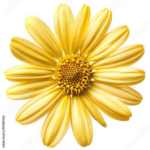 beautiful yellow daisy flower isolated on transparent background