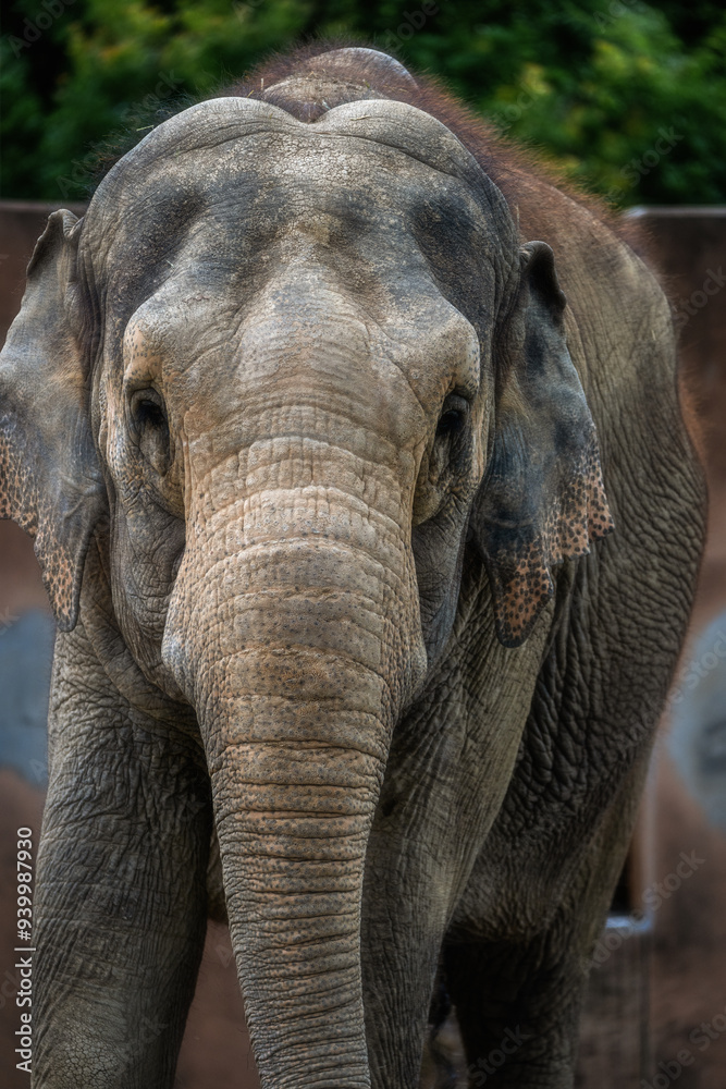 Naklejka premium 動物園 ゾウ