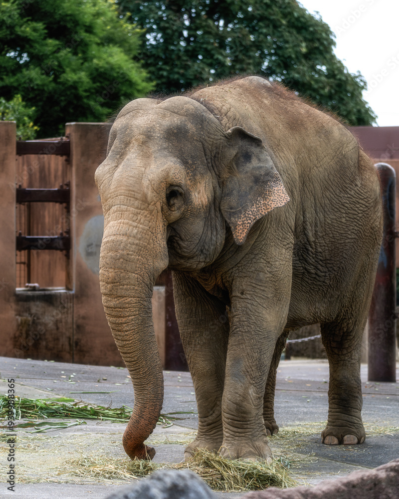 Fototapeta premium 動物園 ゾウ