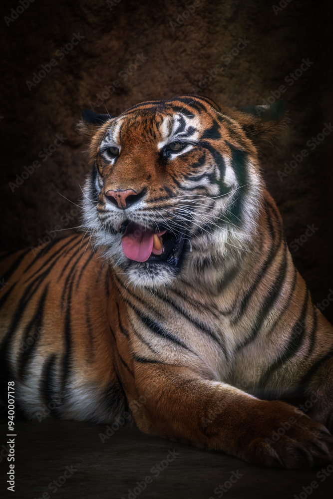 Fototapeta premium 動物園 トラ