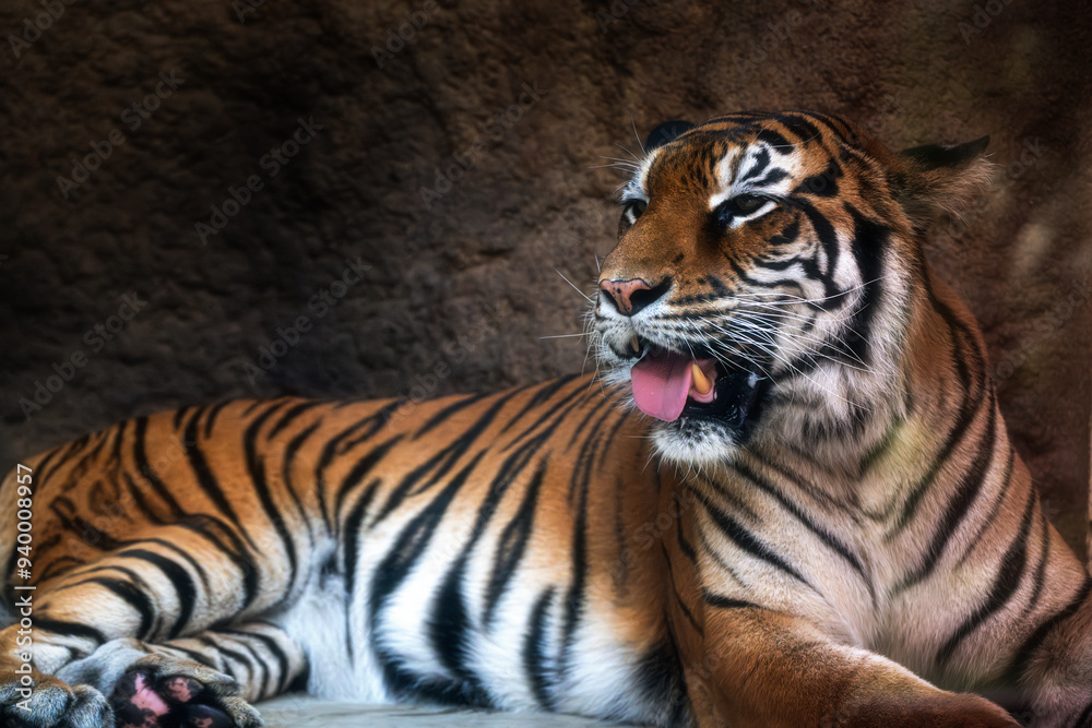 動物園 トラ 動物園 トラ