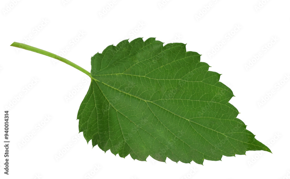 branches of hops with leaves. hops plant on transparent, png. green hops cones. Beer production ingredient. Brewing branches of hops with leaves. hops plant on transparent, png. green hops cones. Beer production ingredient. Brewing