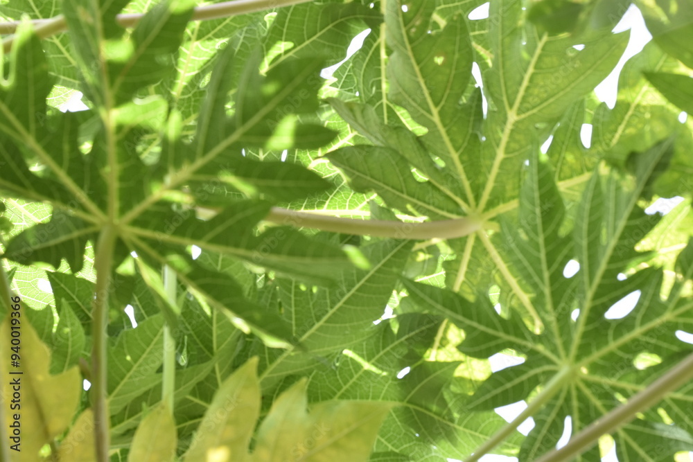 Fototapeta premium パパイヤの葉っぱ