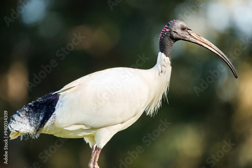 The Australian white ibis is a wading bird of the ibis family, Threskiornithidae. photo