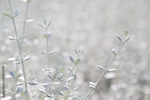 Strauchige Gamander (Teucrium fruticans) photo