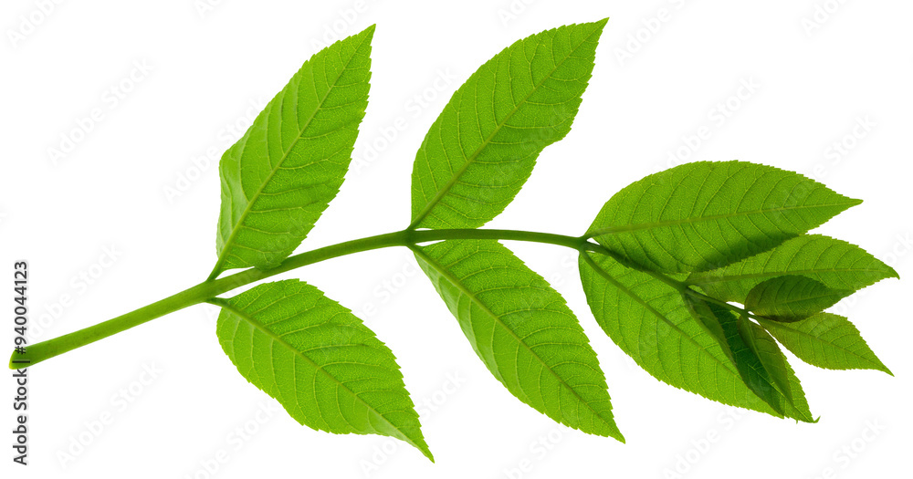 Naklejka premium Green elderberry leaves. Green leaf close-up. on transparent, png. Herbal medicine.Natural greens plants and leaf