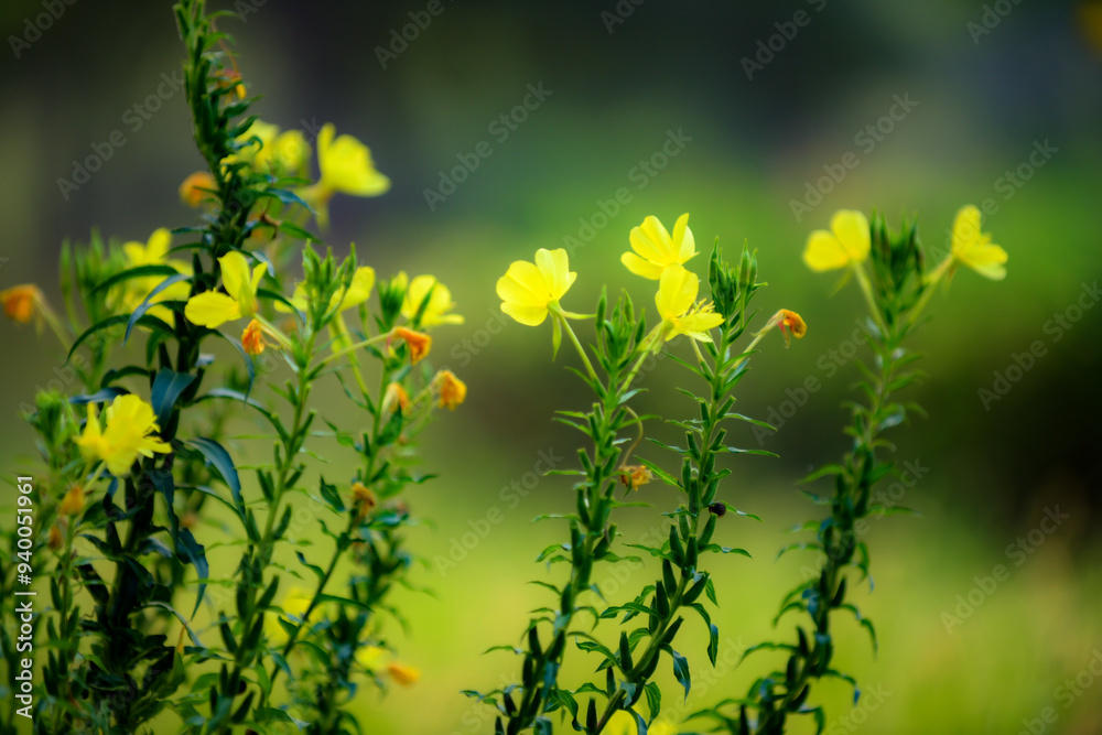 Obraz premium Yellow flowers blooming at night, evening primrose, beauty exists in nature