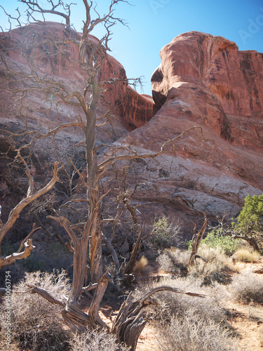 American Red rock desert landscape with curled dead tree, Arches National Park photo