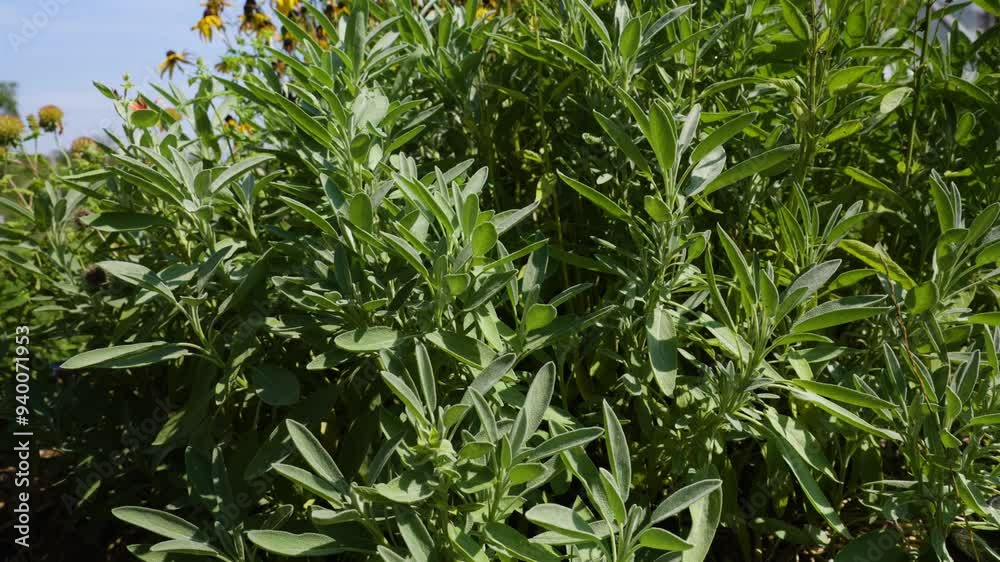 Salvia sage growing herb Salvia sage growing herb