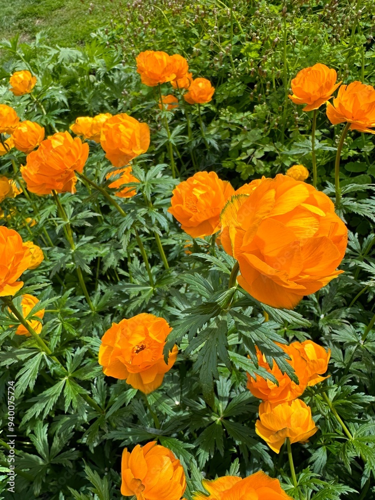 orange flowers in the garden orange flowers in the garden
