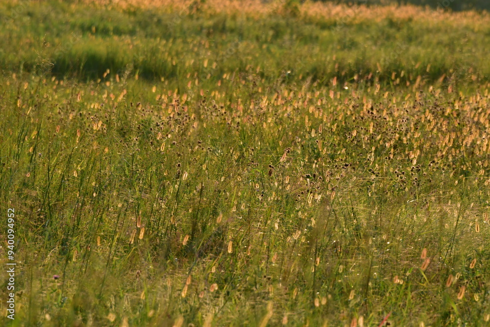 Grass in a Field Grass in a Field